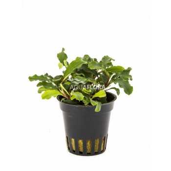 Bucephalandra sp. (mix) in vasetto - Aquaflora