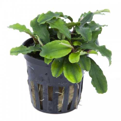 Bucephalandra 'Wavy Green' dans Jar - Aquaflora