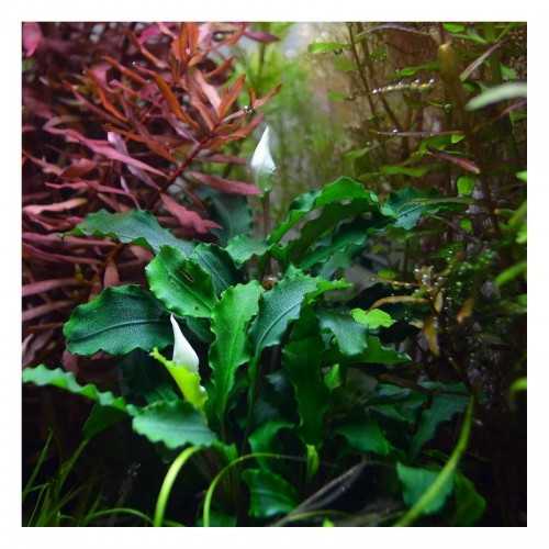 Bucephalandra 'Wavy Green' dans Jar - Aquaflora