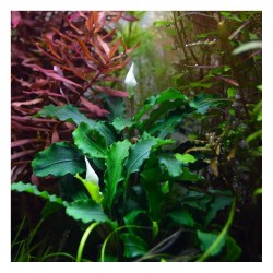 Bucephalandra 'Wavy Green' dans Jar - Aquaflora