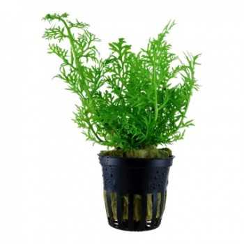 Siliquosa Ceratopteris à Jar - Aquaflora