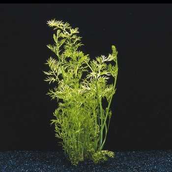 Siliquosa Ceratopteris à Jar - Aquaflora 2