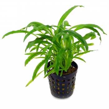 Cryptocoryne Albida (costata) in jar - Aquaflora