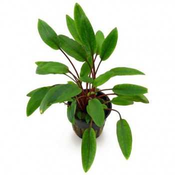 Cryptocoryne beckettii in vasetto - Aquaflora