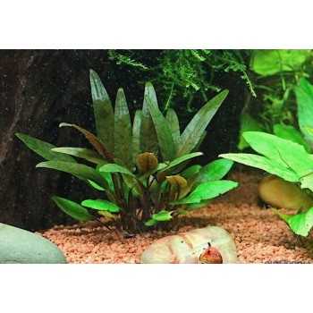 Cryptocoryne beckettii in vasetto - Aquaflora 2