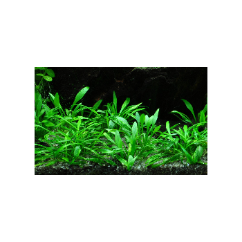 Cryptocoryne parva in vasetto - Aquaflora 2