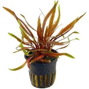 Cryptocoryne spiralis 'Tiger' in vasetto - Aquaflora
