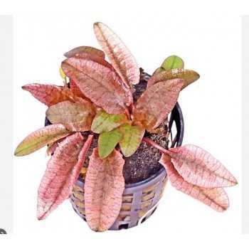 Cryptocoryne wendtii 'Flamingo' in vasetto - Aquaflora