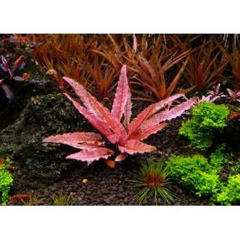 Cryptocoryne wundtii 'flamingo' in jar - Aquaflora 2