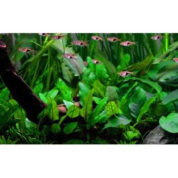 Cryptocoryne wendtii 'Green' in vasetto - Aquaflora 2