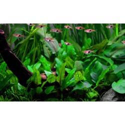 Cryptocoryne wendtii 'Green' in vasetto - Aquaflora