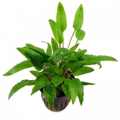 Cryptocoryne Wundtii 'Green' dans Jar - Aquaflora