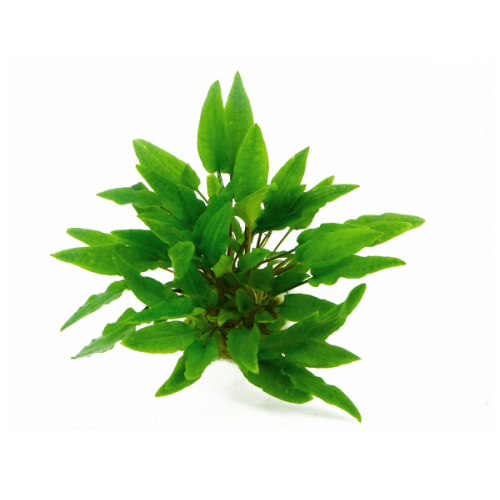 Cryptocoryne wendtii 'Green' in vasetto -...