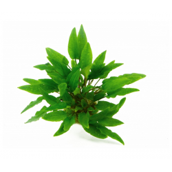 Cryptocoryne Wundtii 'Green' dans Jar - Aquaflora