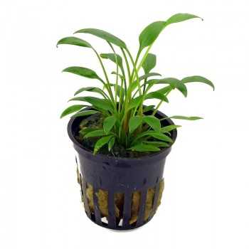 Cryptocoryne x willisii 'Nevellii' in vasetto - Aquaflora
