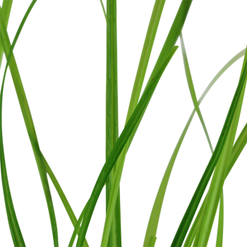 Cyperus Helferi à Jar - Aquaflora 2