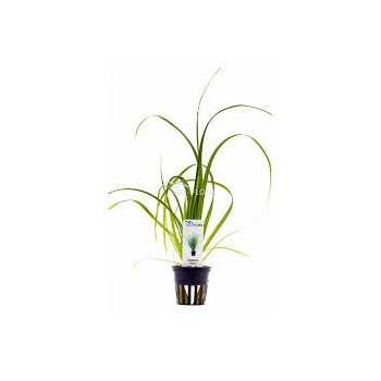 Cyperus Helferi in jar - Aquaflora