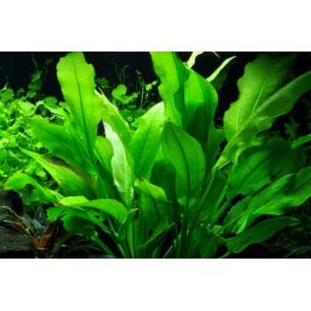 Echinodorus grisebachii 'Amazonicus' in vasetto - Aquaflora 2