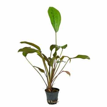 Echinodorus 'Indian Red' in vasetto - Aquaflora