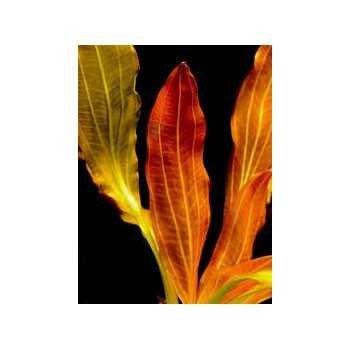 Echinodorus 'Indian Red' in vasetto - Aquaflora 2