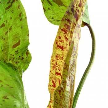 Echinodorus 'ozelot' dans le pot - Aquaflora 2
