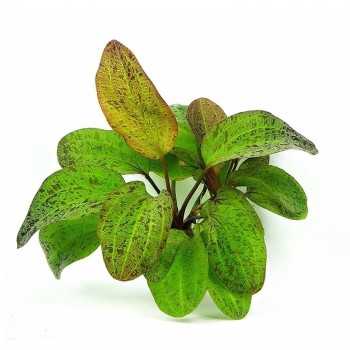 Echinodorus 'ozelot' dans le pot - Aquaflora