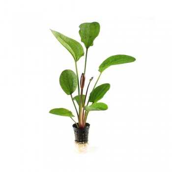 Echinodorus 'Paul Kloecker' dans le pot - Aquaflora