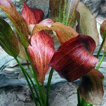Echinodorus 'Paul Kloecker' in vasetto - Aquaflora 2