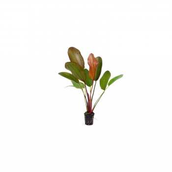 Echinodorus 'Red Chili' dans le pot - Aquaflora