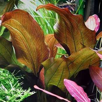 Echinodorus 'Reni' in vasetto - Aquaflora 2