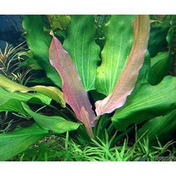 Echinodorus 'Tricolor' in jar - Aquaflora 2