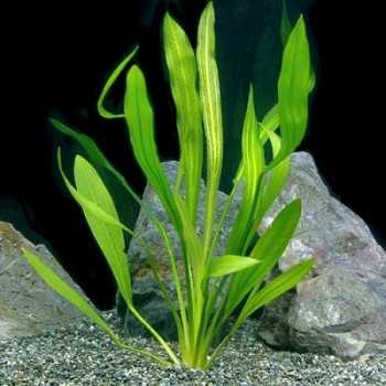 Echinodorus uruguayensis in vasetto - Aquaflora 2