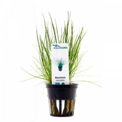 Eleocharis acicularis in vasetto - Aquaflora