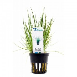 Eleocharis acicularis in vasetto - Aquaflora