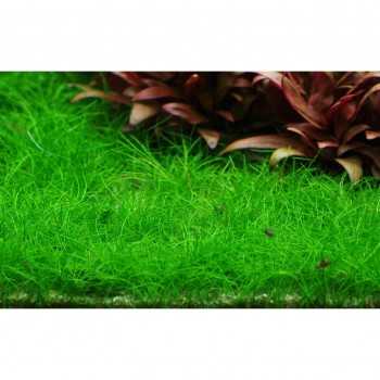 Elecharis acicularis à Jar - Aquaflora 2