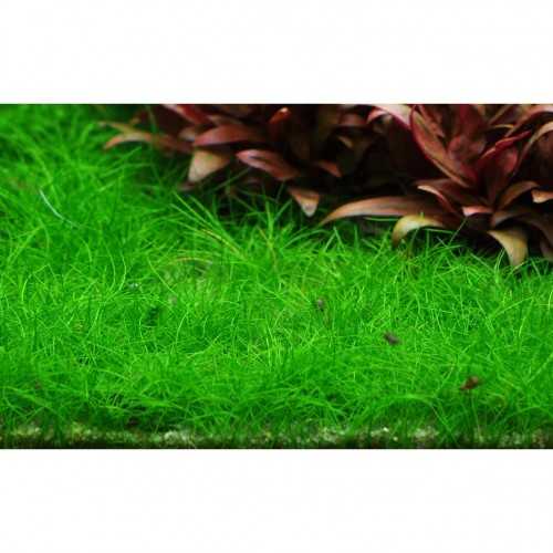 Eleocharis acicularis in vasetto - Aquaflora