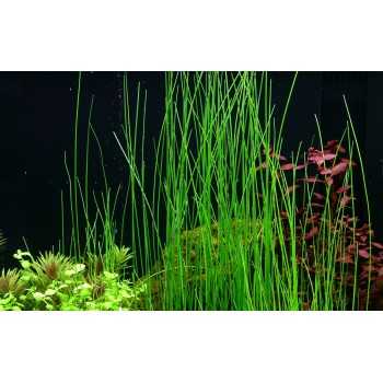 Eleocharis montevidensis in vasetto - Aquaflora 2