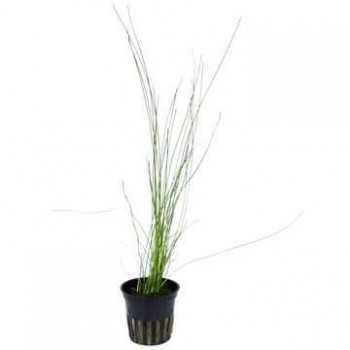 Eleocharis montevidensis in vasetto - Aquaflora