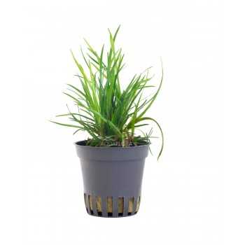 Eriocaulon sp. 'Dong ha' dans le pot - Aquaflora