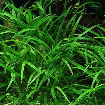 Eriocaulon sp. 'Dong Ha' in vasetto - Aquaflora 2