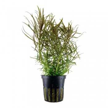Starry eusteralis in jar - Aquaflora