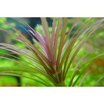 Eusteralis étoilé dans Jar - Aquaflora 2