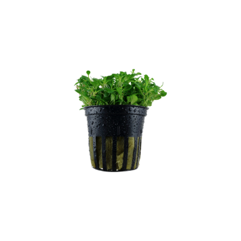 Glossostigma Elainodes dans Jar - Aquaflora 2