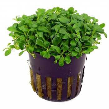 Glossostigma Elainodes dans Jar - Aquaflora