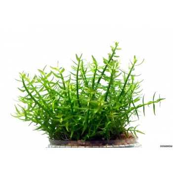 Gratiola viscidula in vasetto - Aquaflora