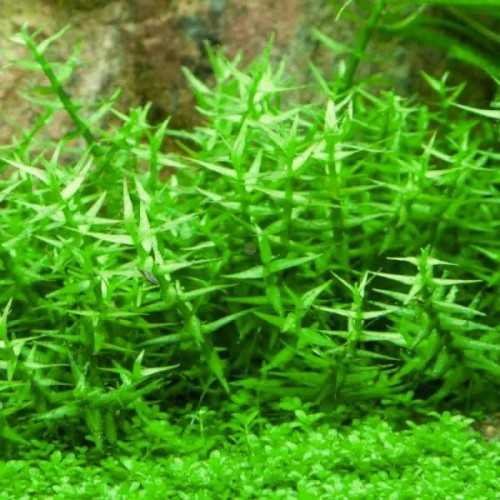 Gratiola viscidula in vasetto - Aquaflora