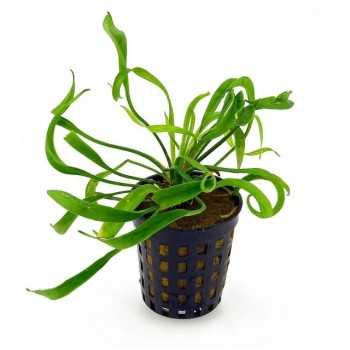 Helanthium Bolivianum 'Vesuvius' in jar - Aquaflora