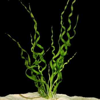 Helanthium Bolivianum 'Vesuvius' in jar - Aquaflora 2