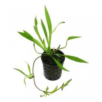 Helanthium Bolivianum 'Xingu' dans Jar - Aquaflora