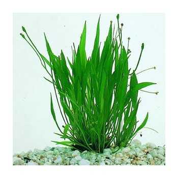 Helanthium Bolivianum 'Xingu' dans Jar - Aquaflora 2